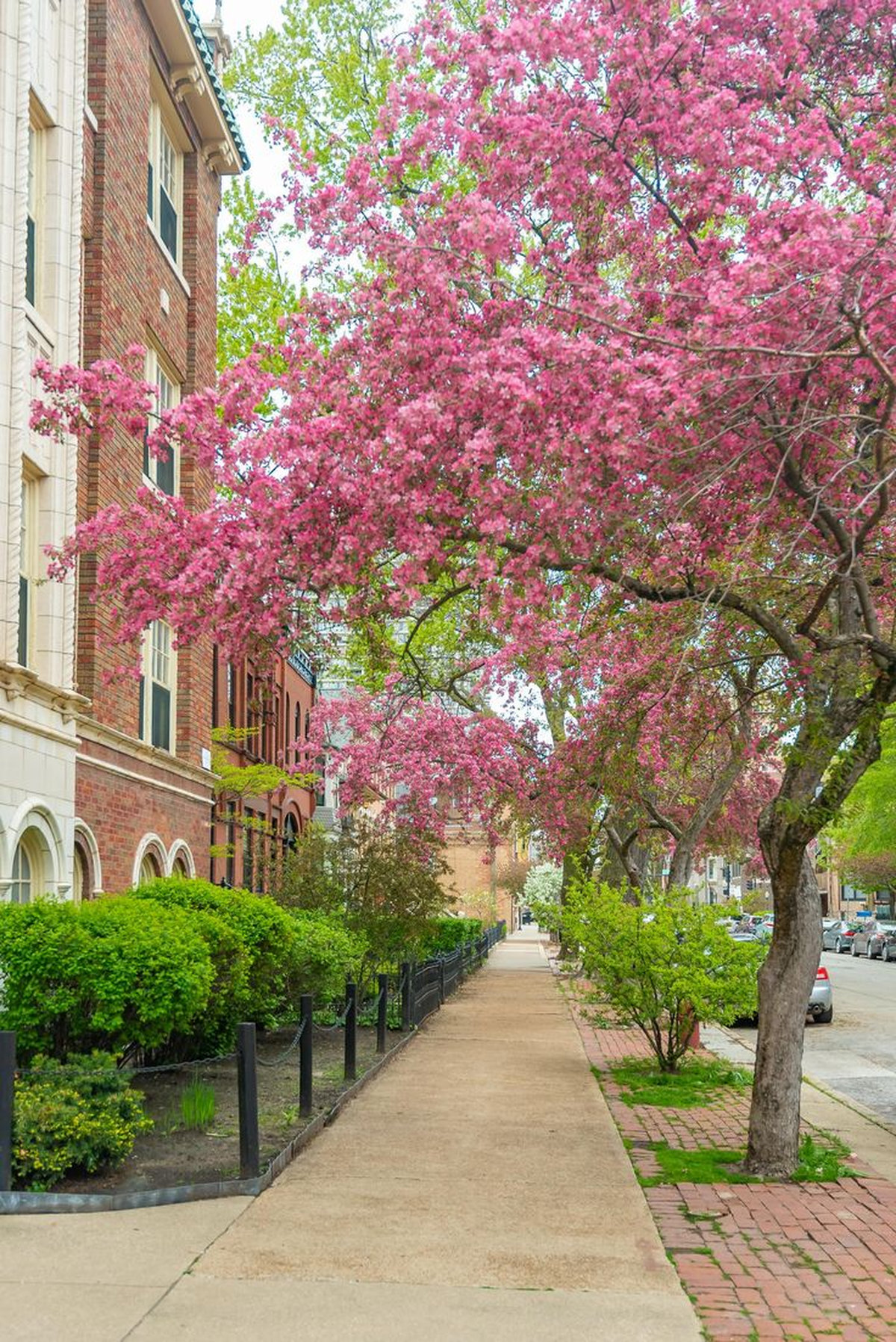 Thời tiết Chicago vào mùa xuân có không khí ấm áp