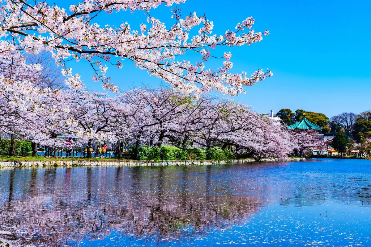 Đặt vé máy bay đi Tokyo để khám phá công viên Ueno, ngắm hoa anh đào nở rộ vào mùa xuân